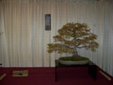 Professional bonsai exhibit MABS 2011 PIE